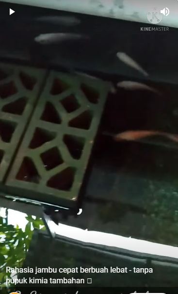 Tak perlu diberi garam atau micin, ini cara mudah agar pohon jambu air cepat berbuah dan rasanya manis