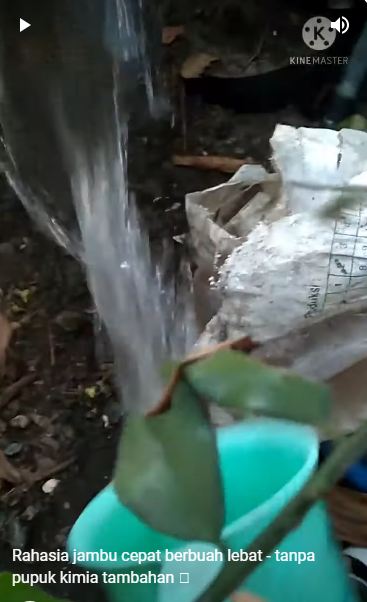 Tak perlu diberi garam atau micin, ini cara mudah agar pohon jambu air cepat berbuah dan rasanya manis