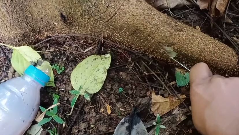 Nggak cuma micin, ini cara suburkan tanaman petai agar berbuah lebat cukup tambah 1 bahan dapur