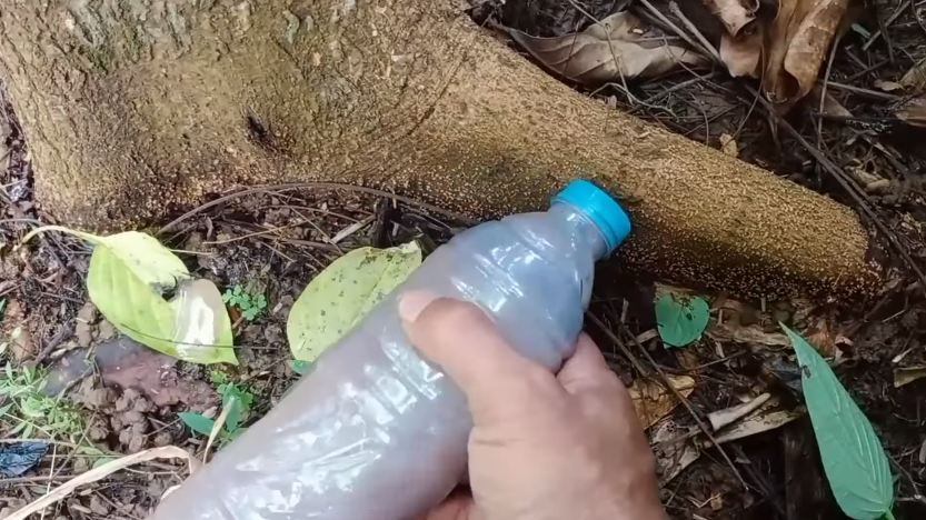 Nggak cuma micin, ini cara suburkan tanaman petai agar berbuah lebat cukup tambah 1 bahan dapur