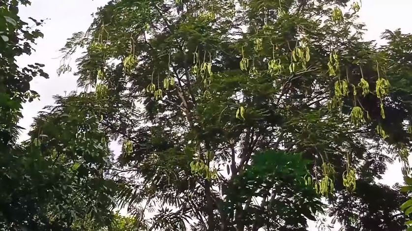 Nggak cuma micin, ini cara suburkan tanaman petai agar berbuah lebat cukup tambah 1 bahan dapur