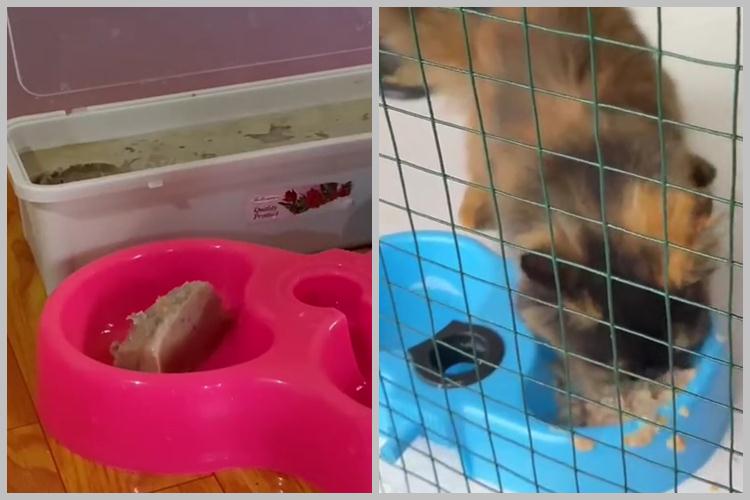 Modal Rp7.000, ini cara bikin makanan kucing agar cepat gemuk cuma pakai 3 bahan makanan