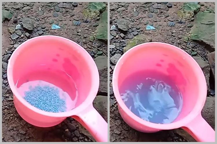 Bukan pakai bumbu dapur, ini trik merawat pohon mangga agar berbuah di luar musim dengan 1 jenis obat