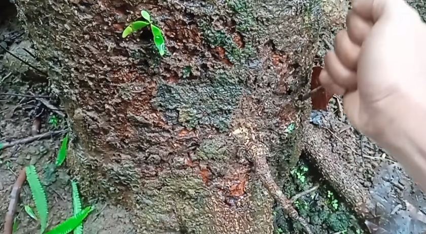 Bukan pakai bumbu dapur, ini trik merawat pohon mangga agar berbuah di luar musim dengan 1 jenis obat