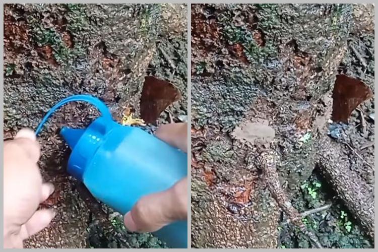 Bukan pakai bumbu dapur, ini trik merawat pohon mangga agar berbuah di luar musim dengan 1 jenis obat