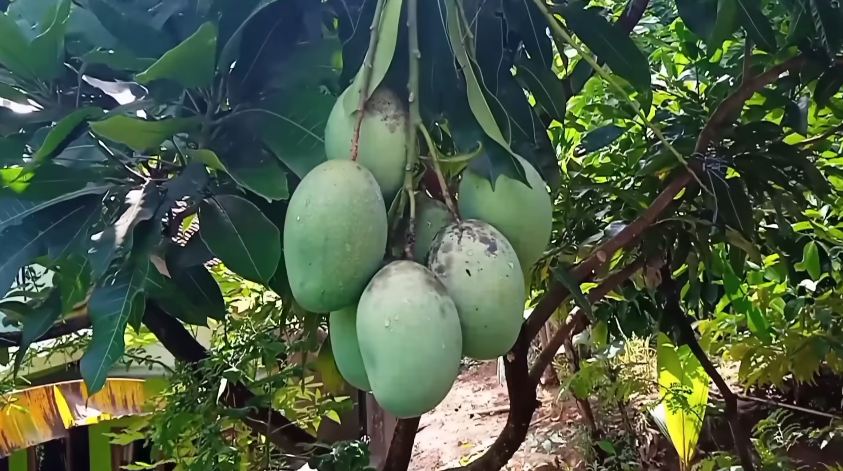 Bukan pakai bumbu dapur, ini trik merawat pohon mangga agar berbuah di luar musim dengan 1 jenis obat