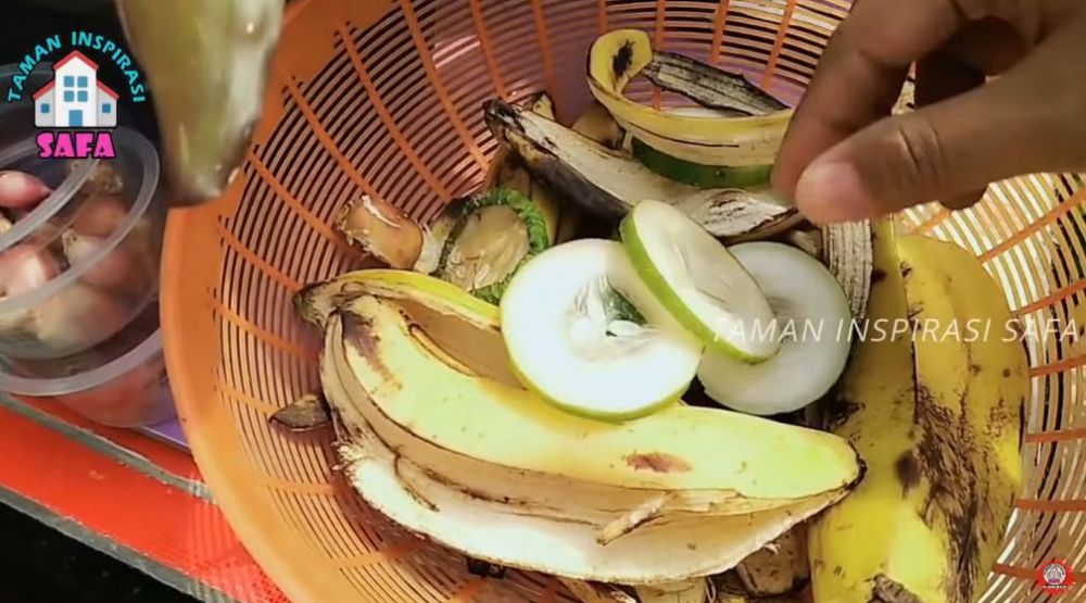 Bukan diberi garam atau micin, ini trik agar tanaman anggur cepat berbuah lebat meski ditanam di pot