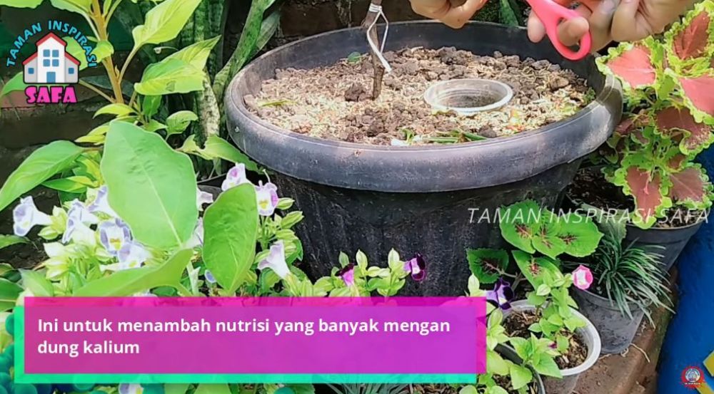 Bukan diberi garam atau micin, ini trik agar tanaman anggur cepat berbuah lebat meski ditanam di pot