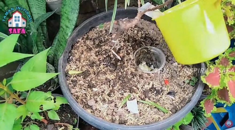 Bukan diberi garam atau micin, ini trik agar tanaman anggur cepat berbuah lebat meski ditanam di pot