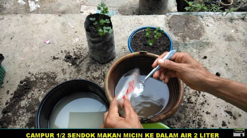 Bukan pakai daun sirsak, ini cara agar tanaman seledri makin subur dan bebas ulat pakai 2 bahan dapur