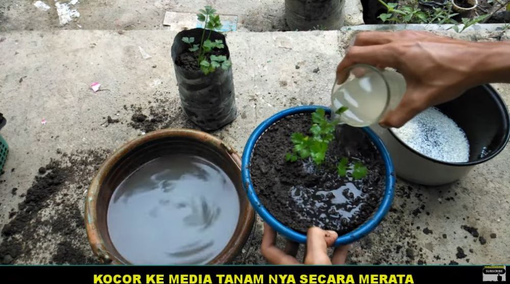 Bukan pakai daun sirsak, ini cara agar tanaman seledri makin subur dan bebas ulat pakai 2 bahan dapur