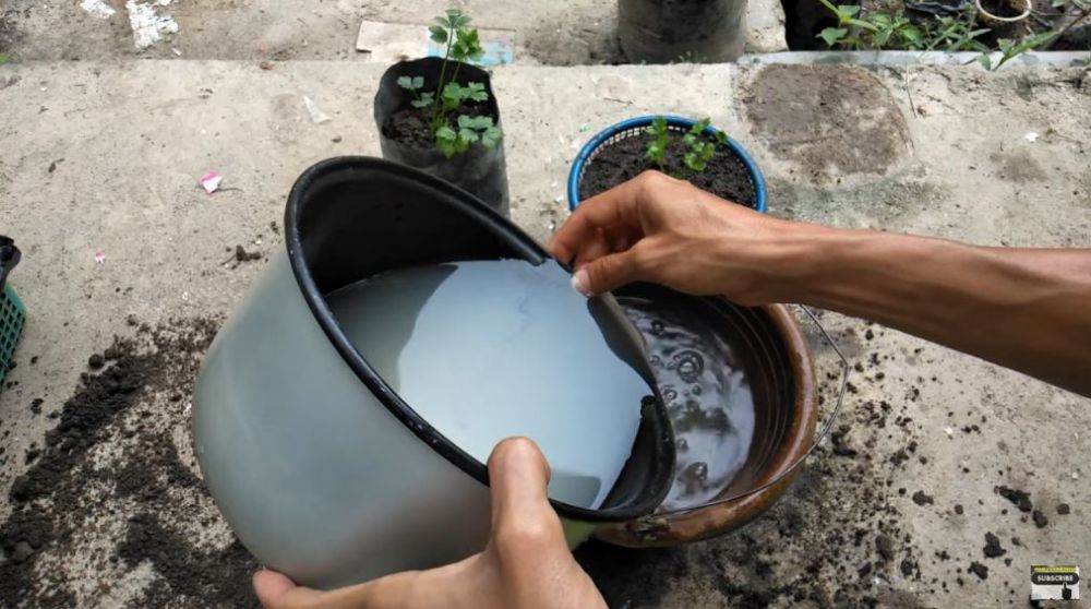 Bukan pakai daun sirsak, ini cara agar tanaman seledri makin subur dan bebas ulat pakai 2 bahan dapur
