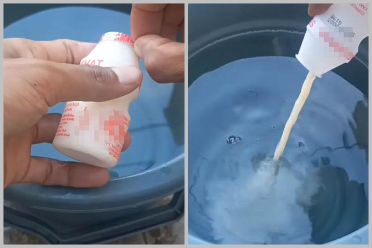 Bukan dengan bumbu dapur, ini cara menyuburkan tanaman cabai agar berbuah lebat pakai 1 jenis minuman