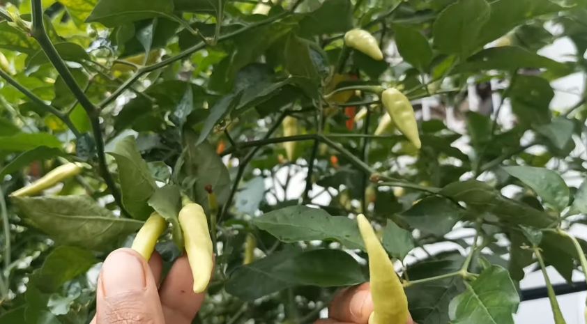 Bukan dengan bumbu dapur, ini cara menyuburkan tanaman cabai agar berbuah lebat pakai 1 jenis minuman