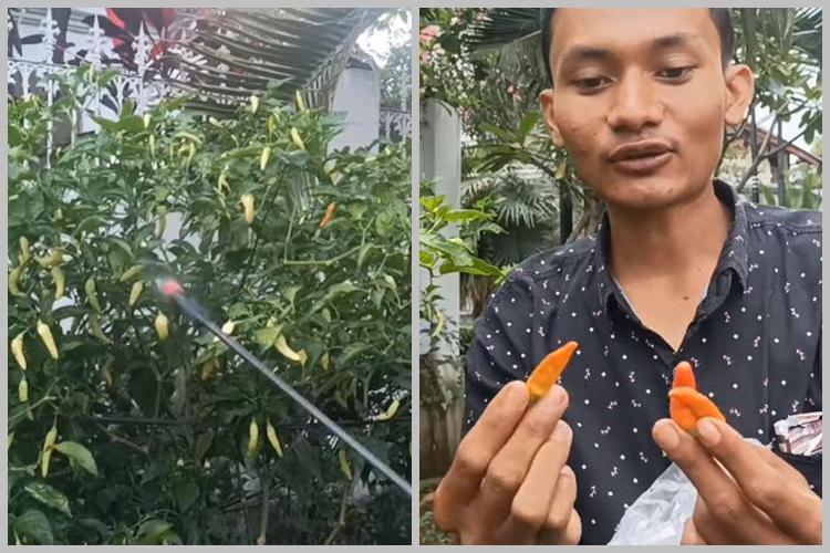 Bukan dengan bumbu dapur, ini cara menyuburkan tanaman cabai agar berbuah lebat pakai 1 jenis minuman
