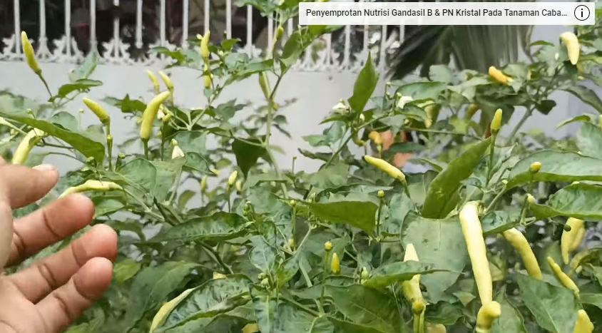 Bukan dengan bumbu dapur, ini cara menyuburkan tanaman cabai agar berbuah lebat pakai 1 jenis minuman
