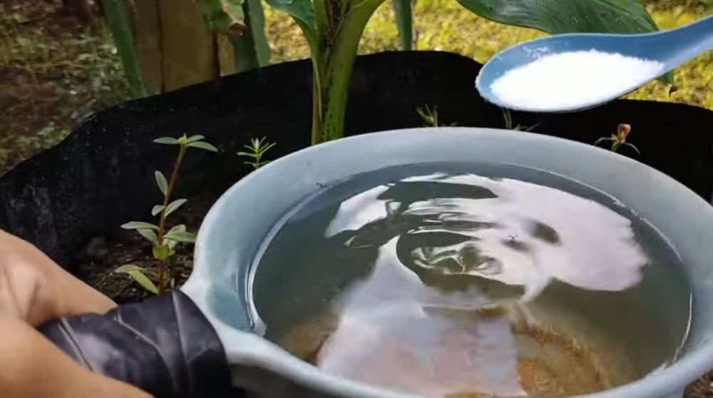 Tanpa garam atau air cucian beras, ini trik suburkan pohon pisang agar hasil buahnya lebih manis