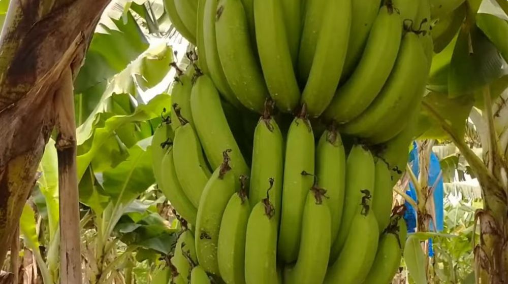 Tanpa garam atau air cucian beras, ini trik suburkan pohon pisang agar hasil buahnya lebih manis