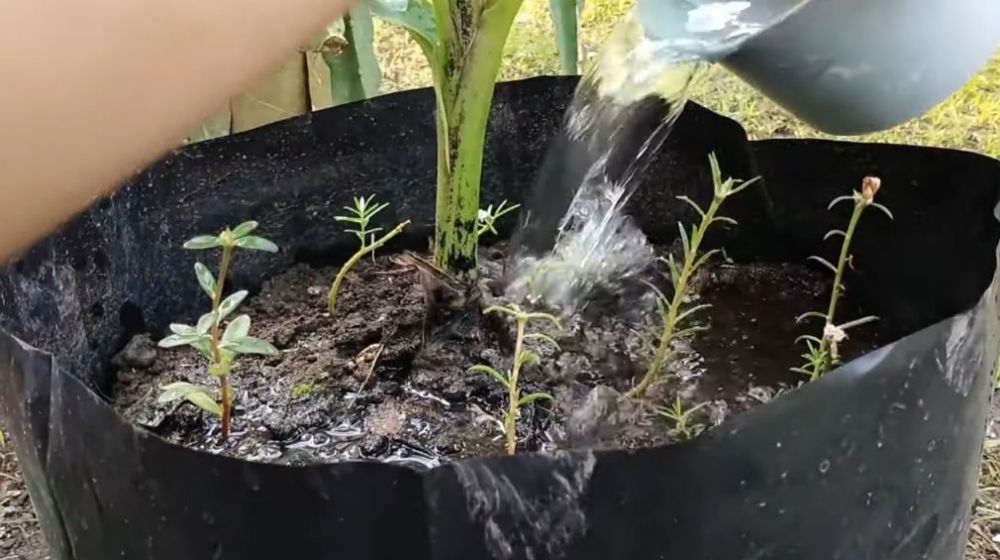Tanpa garam atau air cucian beras, ini trik suburkan pohon pisang agar hasil buahnya lebih manis