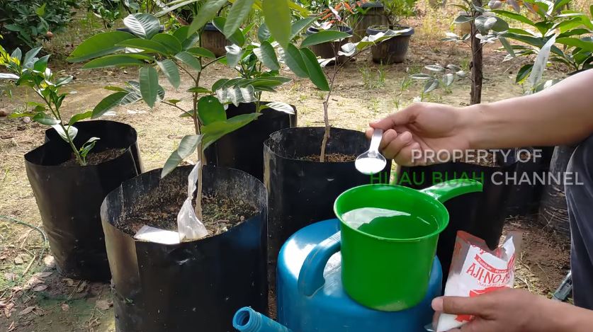 Hanya modal 1 bahan dapur, ini cara merawat pohon kelengkeng agar makin subur dan berbuah lebat