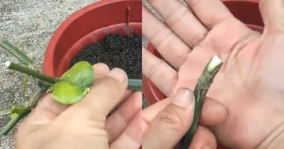 Tak perlu garam atau air cucian beras, ini trik melebatkan pohon jeruk purut pakai 1 bahan dapur