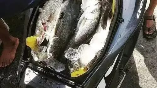 motor tempat makan berbagai sumber