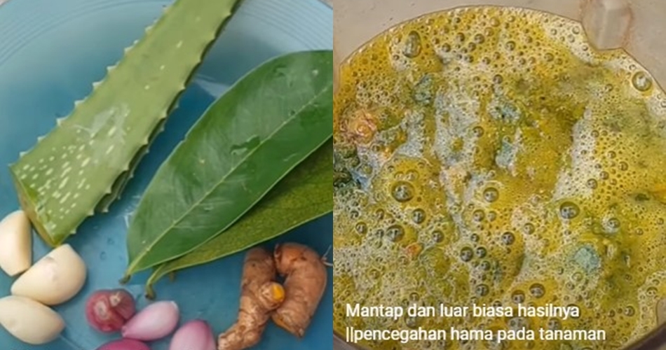 Bukan cuma bawang, ini trik merawat tanaman cabai agar subur dan bebas hama tambah 1 jenis daun