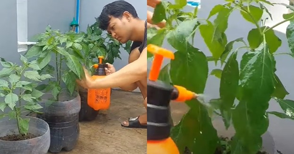 Bukan cuma bawang, ini trik merawat tanaman cabai agar subur dan bebas hama tambah 1 jenis daun