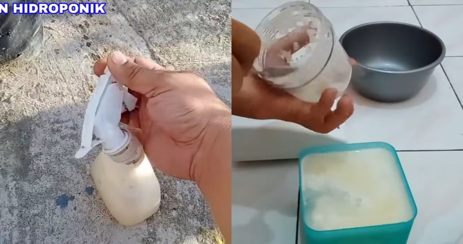 Bukan garam atau sabun cuci piring, ini cara suburkan dan cegah hama tanaman tomat pakai 1 bumbu dapur