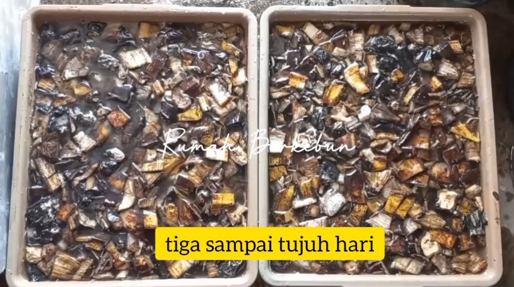 Tanpa micin atau garam, trik melebatkan daun dan buah tanaman cabai cuma pakai 1 jenis ampas makanan