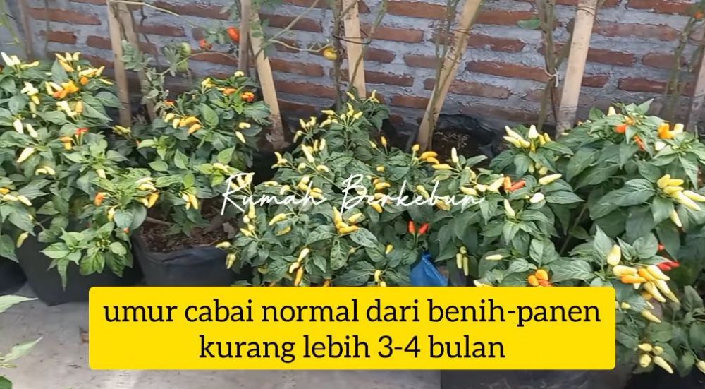 Tanpa micin atau garam, trik melebatkan daun dan buah tanaman cabai cuma pakai 1 jenis ampas makanan