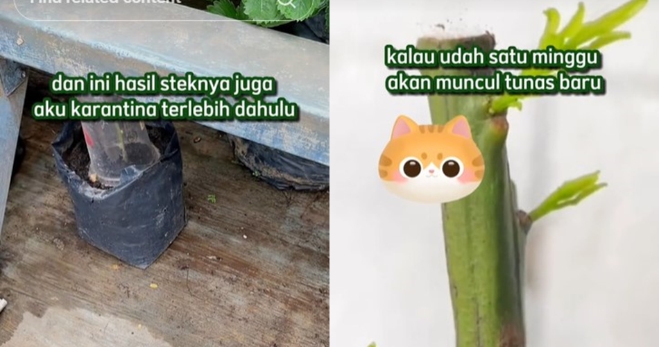 Bukan micin atau garam, ini trik merawat pohon jeruk purut agar cepat tumbuh pakai 1 jenis bumbu dapur