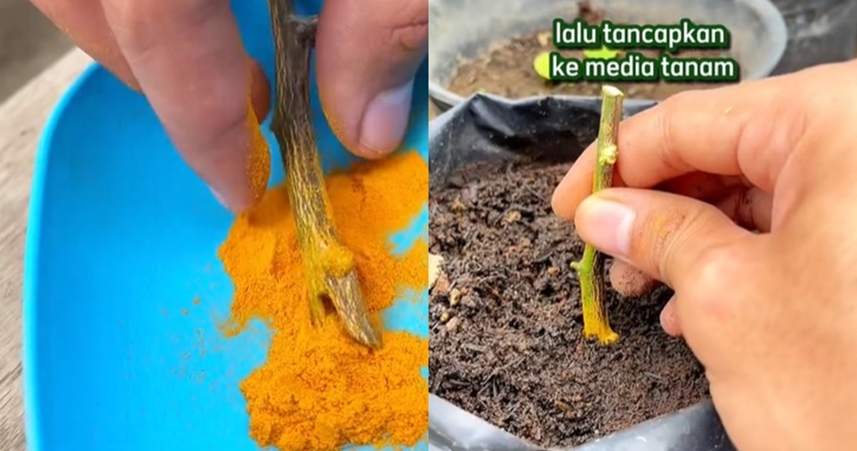 Bukan micin atau garam, ini trik merawat pohon jeruk purut agar cepat tumbuh pakai 1 jenis bumbu dapur