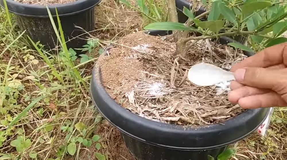 Cukup pakai 1 bumbu dapur, begini trik merawat pohon jeruk nipis agar berbuah lebat sepanjang tahun