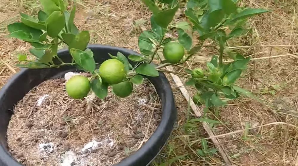 Cukup pakai 1 bumbu dapur, begini trik merawat pohon jeruk nipis agar berbuah lebat sepanjang tahun