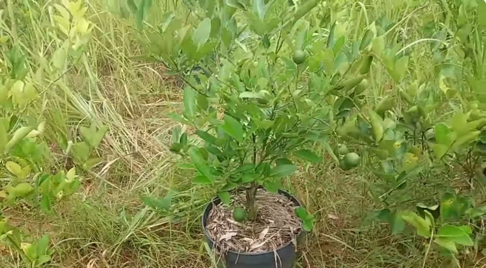 Cukup pakai 1 bumbu dapur, begini trik merawat pohon jeruk nipis agar berbuah lebat sepanjang tahun
