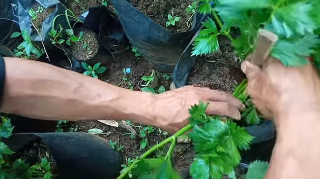 Tanpa bumbu dapur, ini trik merawat seledri agar tumbuh subur dan lebat dengan 1 jenis batang tanaman