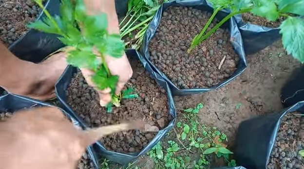 Tanpa bumbu dapur, ini trik merawat seledri agar tumbuh subur dan lebat dengan 1 jenis batang tanaman