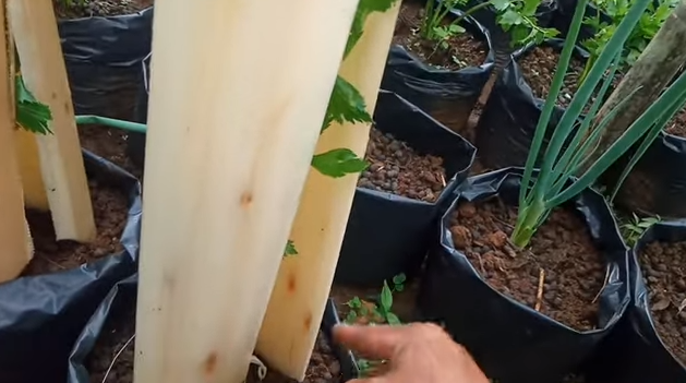 Tanpa bumbu dapur, ini trik merawat seledri agar tumbuh subur dan lebat dengan 1 jenis batang tanaman