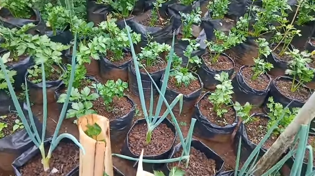 Tanpa bumbu dapur, ini trik merawat seledri agar tumbuh subur dan lebat dengan 1 jenis batang tanaman