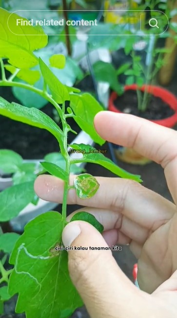 Tanpa micin atau jeruk nipis, ini cara simpel basmi hama pada tanaman cabai cuma pakai 2 bahan dapur