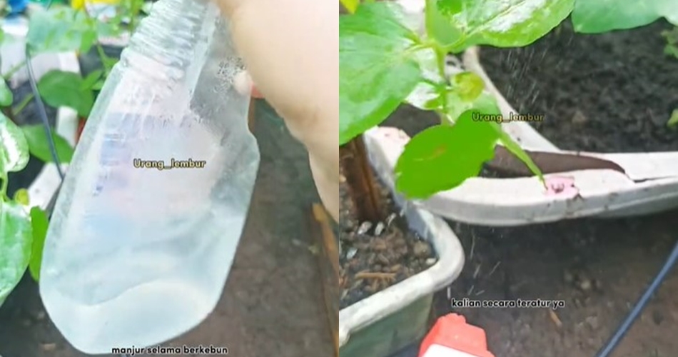 Tanpa micin atau jeruk nipis, ini cara simpel basmi hama pada tanaman cabai cuma pakai 2 bahan dapur