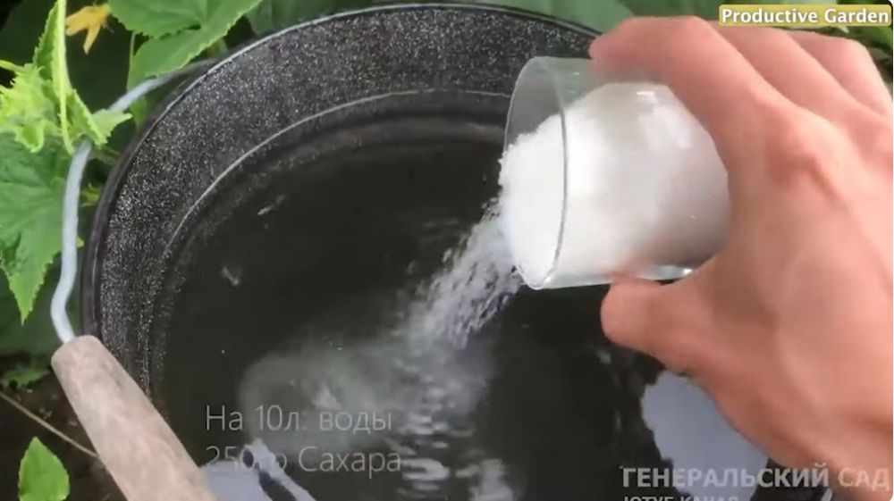 Trik suburkan tanaman timun agar buahnya lebat dan besar, cukup pakai 1 bahan pemanis