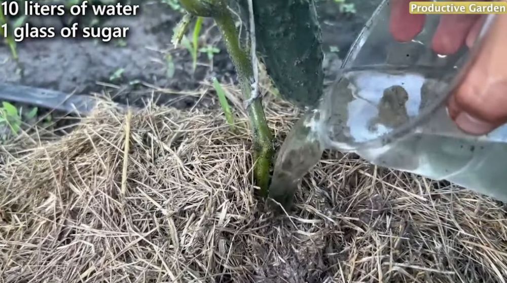 Trik suburkan tanaman timun agar buahnya lebat dan besar, cukup pakai 1 bahan pemanis