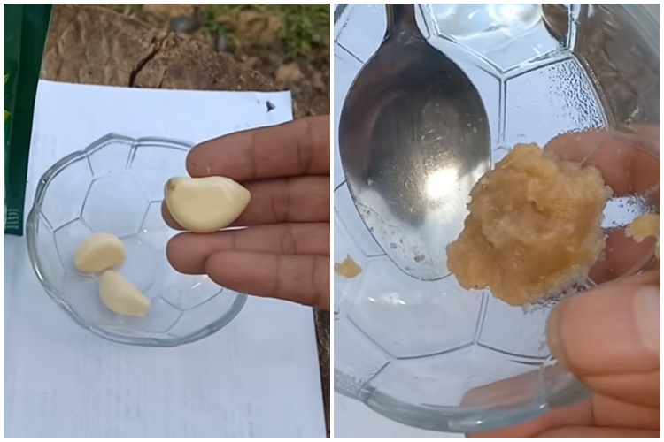 Tanpa kunyit, ini cara mudah mengusir semut dan ulat pada tanaman cabai pakai 2 bahan dapur