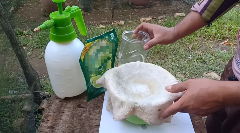 Tanpa kunyit, ini cara mudah mengusir semut dan ulat pada tanaman cabai pakai 2 bahan dapur