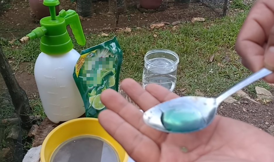 Tanpa kunyit, ini cara mudah mengusir semut dan ulat pada tanaman cabai pakai 2 bahan dapur