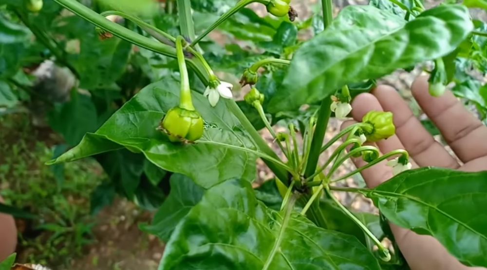 Tanpa kunyit, ini cara mudah mengusir semut dan ulat pada tanaman cabai pakai 2 bahan dapur