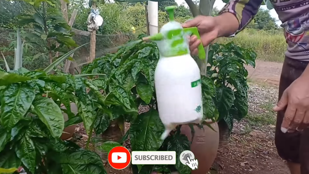 Tanpa kunyit, ini cara mudah mengusir semut dan ulat pada tanaman cabai pakai 2 bahan dapur