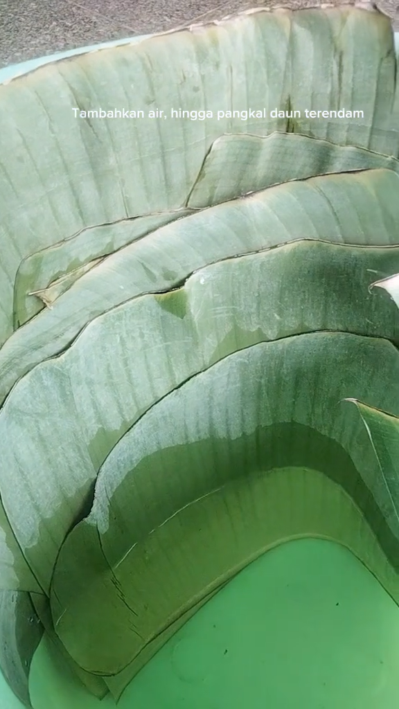 Tanpa dimasukkan kulkas, ini cara kembalikan daun pisang layu jadi segar seperti baru dipetik